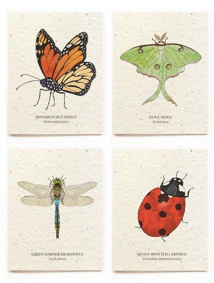 Insect Card Set - Plantable Seed Paper