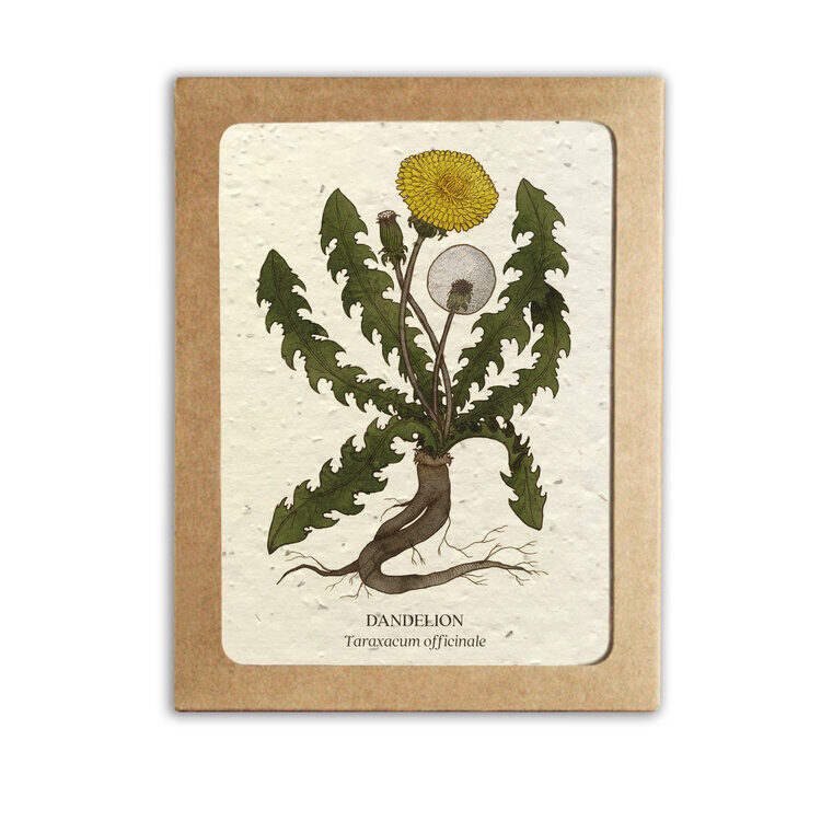 Medicinal Plants Card Set - Plantable Seed Paper